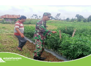 Babinsa Koramil Dolok Silau Dampingi Petani Cabai di Nagori Bawang,Dorong Peningkatan Hasil Panen