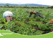 Babinsa Koramil Dolok Silau Bantu Warga Bersihkan Gulma,Wujudkan Komsos Yang Dekat Dengan Masyarakat