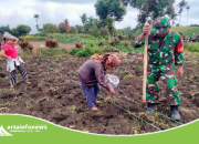 Koramil 18 Dolok Silau Dukung Ketahanan Pangan Lewat Pendampingan Pertanian