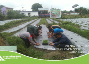 Bangkitkan Ekonomi Nagori,Babinsa Dukung program Budidaya Cabe Merah BUMnag Nagori Janggir Leto