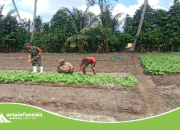 Babinsa Koramil 05/Serbelawan Dampingi Petani Sawi Untuk Tingkatkan Hasil Panen