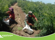 Babinsa Koramil Saribudolok Perkuat Ketahanan Pangan Lewat Komsos Bersama Petani Cabai
