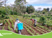 Semangat Hanpang,Babinsa dan Warga Bersinergi Rawat Lahan Kacang Merah di Simpangan Bolon