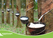 Ketua LP4 Sumut Pahala Sihombing: PT Bridgestone Minta Terbuka Tentang Pencurian Getah,Dodi Di Duga Berperan